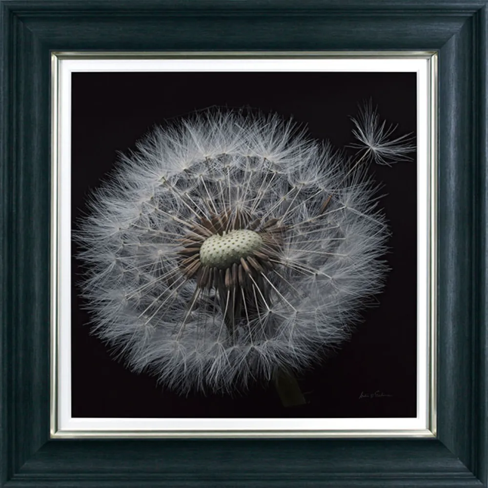 Botanical Floral Square Framed in Black Grey White 76cm X 76cm | Washington Lighting and Interiors Botanical Floral Square Framed in Black Grey White 76cm X 76cm | Washington Lighting and Interiors