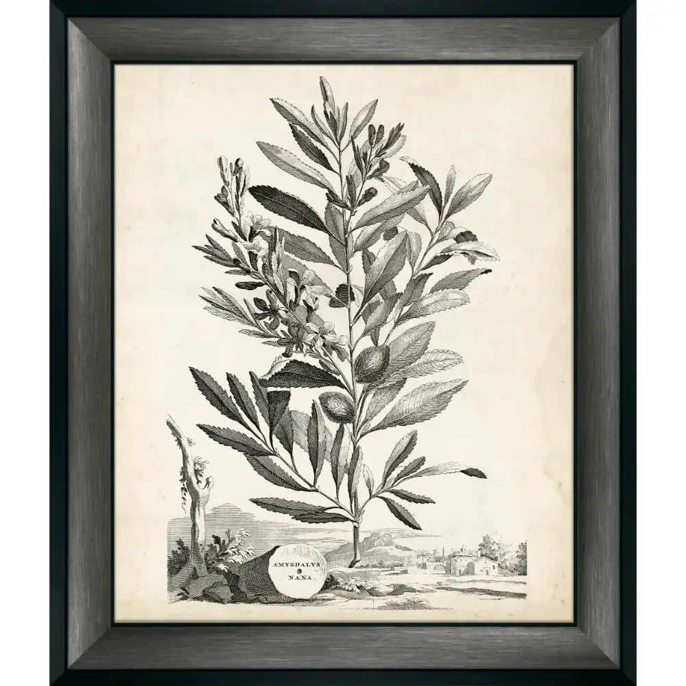 Botanical Portrait Framed in Grey 965cm X 81cm | Washington Lighting and Interiors Botanical Portrait Framed in Grey 965cm X 81cm | Washington Lighting and Interiors