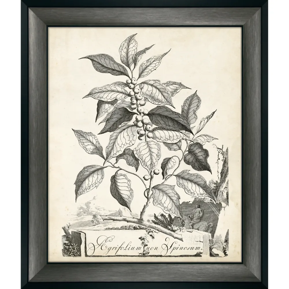 Botanical Portrait Framed in Grey 965cm X 81cm | Washington Lighting and Interiors Botanical Portrait Framed in Grey 965cm X 81cm | Washington Lighting and Interiors