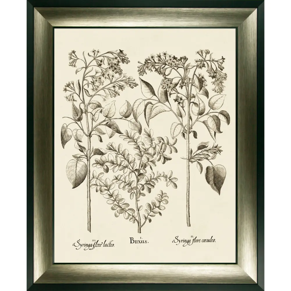 Botanical Portrait Framed in Beige Black 89cm X 725cm | Washington Lighting and Interiors Botanical Portrait Framed in Beige Black 89cm X 725cm | Washington Lighting and Interiors