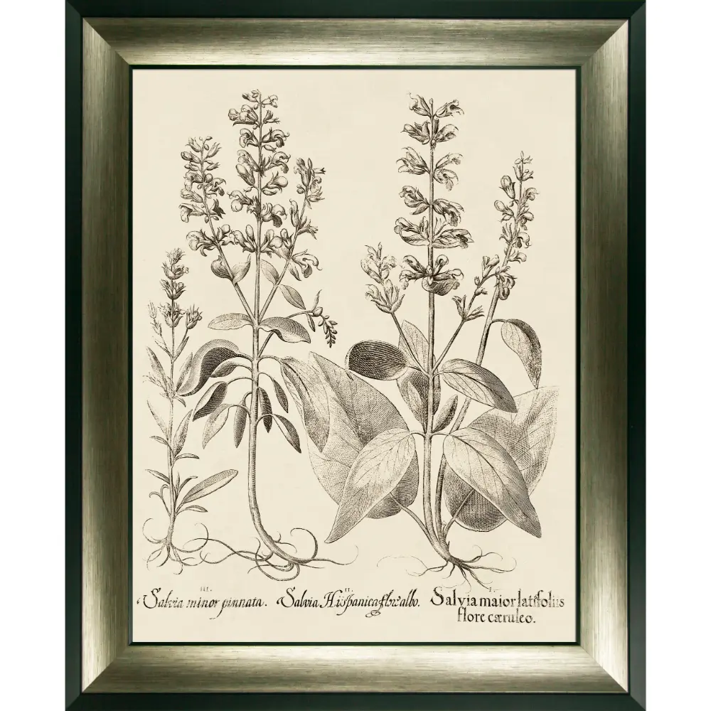 Botanical Portrait Framed in Beige Black 89cm X 725cm | Washington Lighting and Interiors Botanical Portrait Framed in Beige Black 89cm X 725cm | Washington Lighting and Interiors
