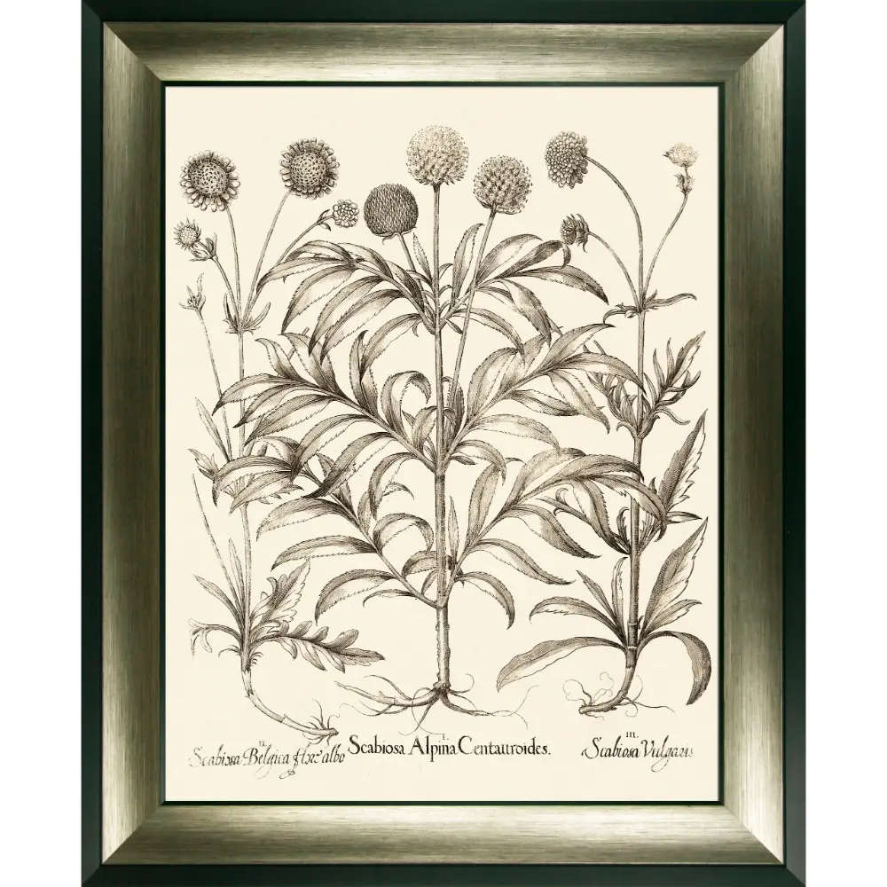 Botanical Portrait Framed in Beige Black 89cm X 725cm | Washington Lighting and Interiors Botanical Portrait Framed in Beige Black 89cm X 725cm | Washington Lighting and Interiors