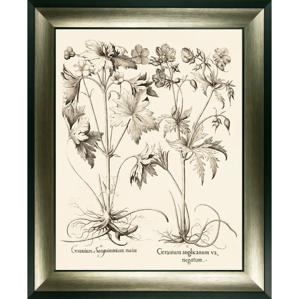 Botanical Portrait Framed in Beige Black 89cm X 725cm | Washington Lighting and Interiors Botanical Portrait Framed in Beige Black 89cm X 725cm | Washington Lighting and Interiors