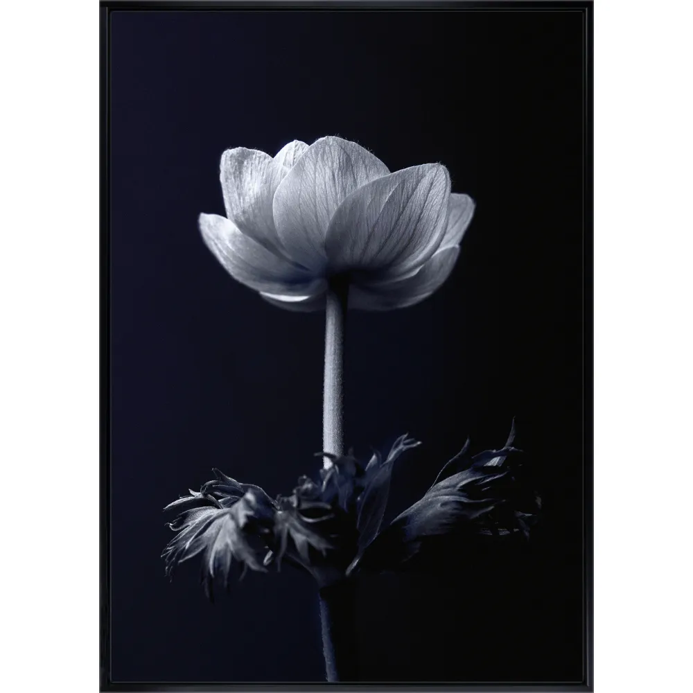 Floral Portrait Framed in Black White 104cm X 74cm | Washington Lighting and Interiors Floral Portrait Framed in Black White 104cm X 74cm | Washington Lighting and Interiors